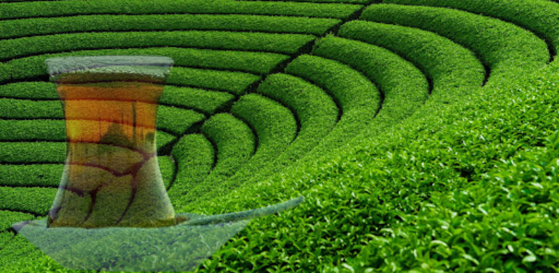 Çay Rize'ye 2023’te 10,2 Milyon Dolar Kazandırdı