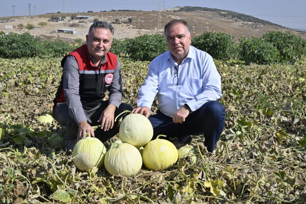 FOÇA’DA 5. GELENEKSEL KAVUN HASAT ŞENLİĞİ RENKLİ GÖRÜNTÜLERLE KUTLANDI