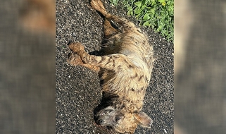 ŞANLIURFA’DA NESLİ TÜKENMEKTE OLAN ÇİZGİLİ SIRTLAN ÖLÜ BULUNDU