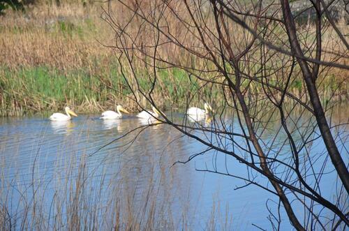 DOĞA TAŞOVA’DA CANLANDI: PELİKANLAR YENİDEN SEMALARDA