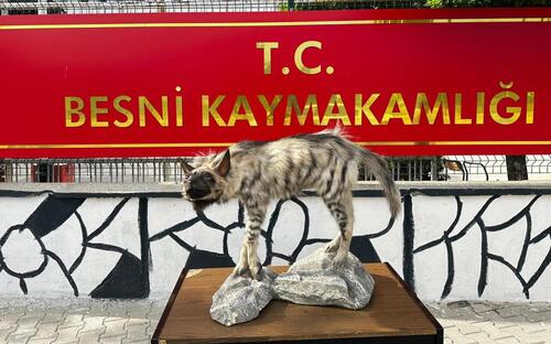 ÇİZGİLİ SIRTLAN DOĞDUĞU TOPRAKLARA DÖNDÜ: BESNİ’DE SIRTLAN MÜZESİ KURULUYOR