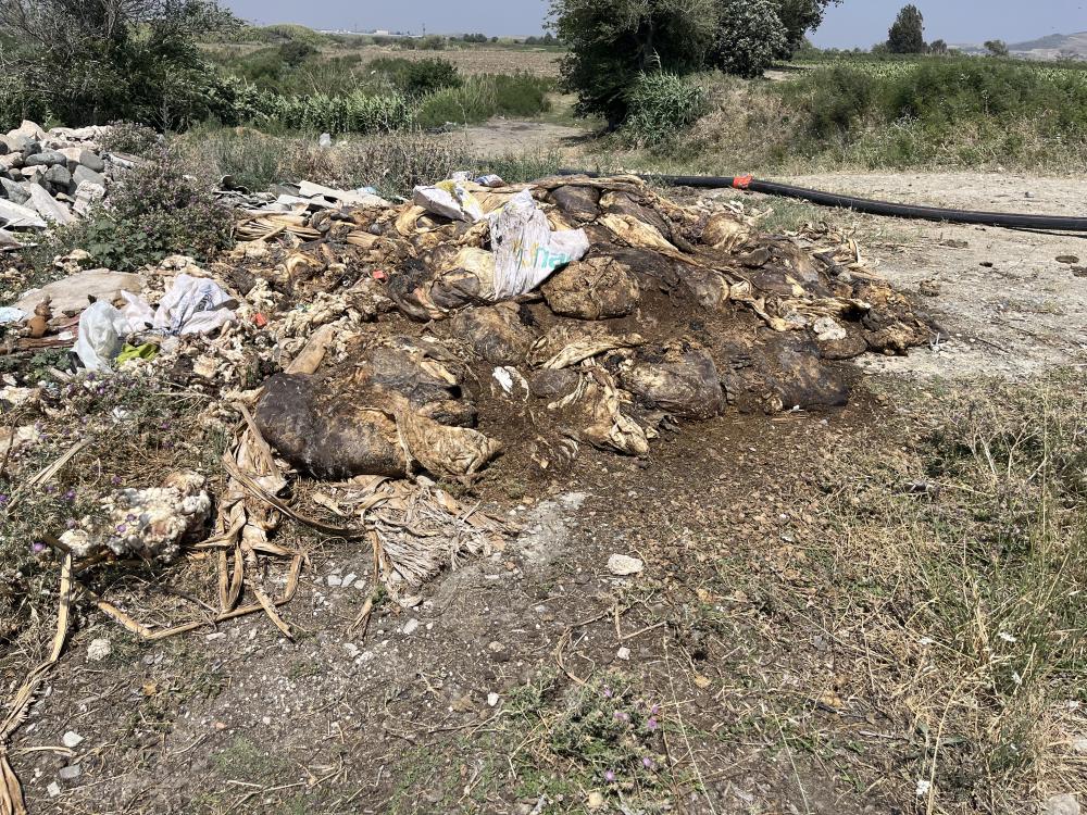 KURBAN SONRASI SAKATATLAR ORTALIKTA! VATANDAŞLAR KÖTÜ KOKU VE HAŞEREDEN ŞİKAYETÇİ