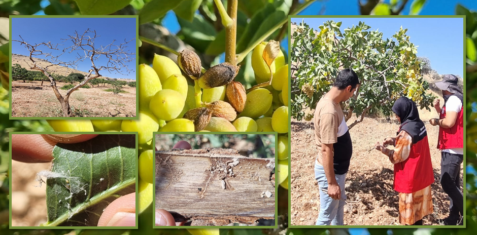 ŞANLIURFA\'DA FISTIK BAHÇELERİNDE KAPSAMLI HASTALIK VE ZARARLI KONTROLÜ YAPILDI