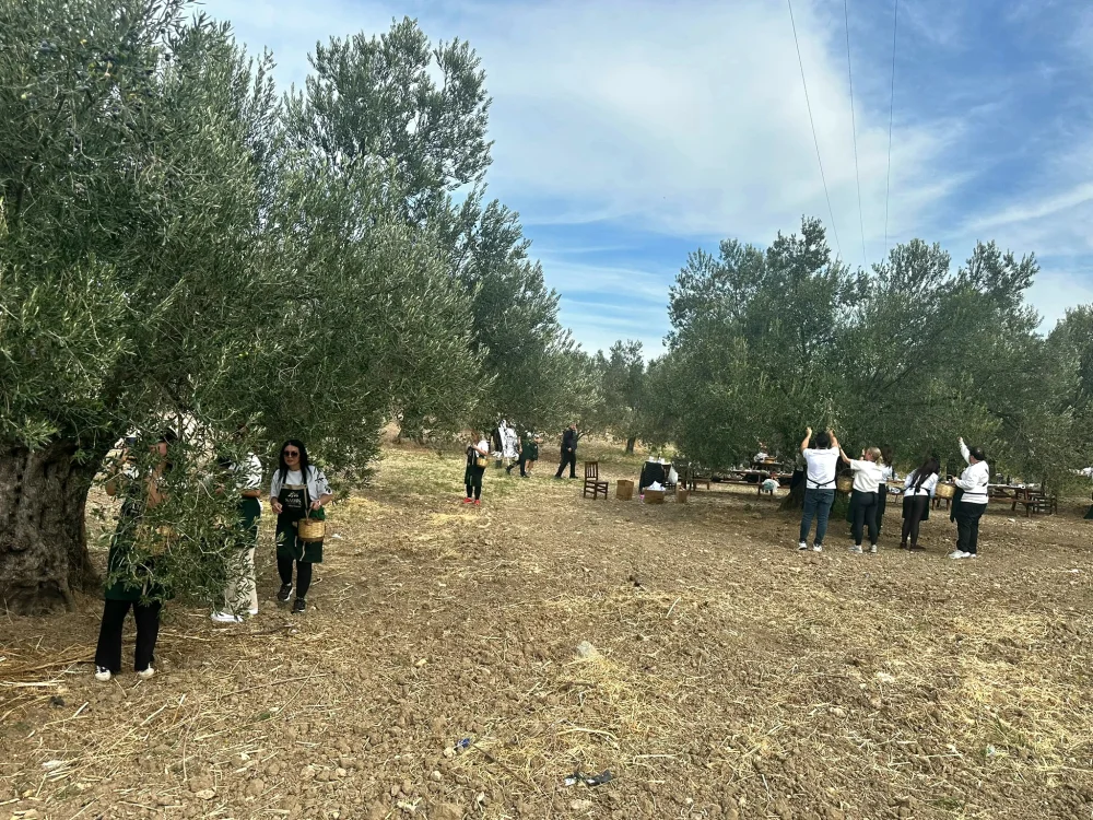 Sadık Amca Zeytinyağları’nda Erken Hasat Dönemi Başladı